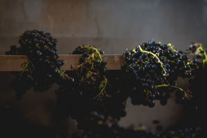 viticultura-07